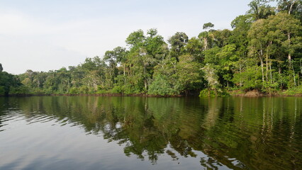 Amazonie, Forêt tropicale, Brésil, Biodiversité, Écosystème