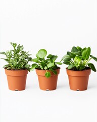 Obraz premium Trio of Small Potted Green Plants in Terracotta Pots Isolated on White