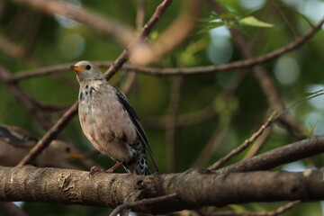 Rosy starling standing on the branch. Bird background.