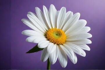there is a white flower with a yellow center on a purple background
