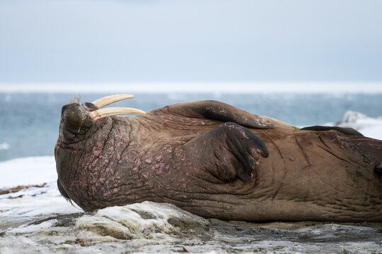 Walrus resting
