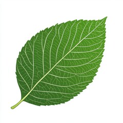 Obraz premium A vibrant green leaf showcasing intricate veins and a rich texture against a white background.