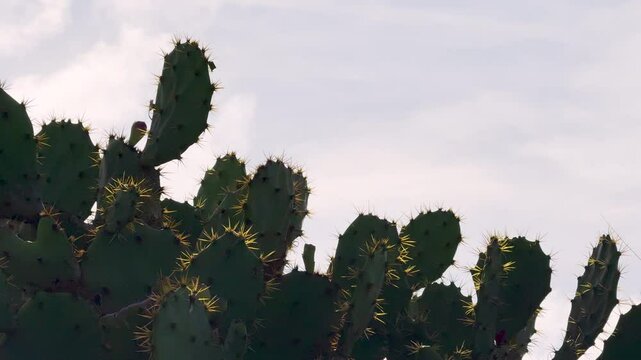 Nopales del atardecer