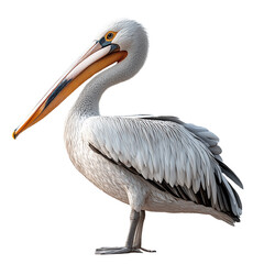 Obraz premium Bird. Pelican on light transparent background. 