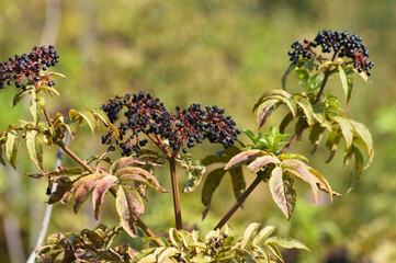 Close-p of black dwarf elder fruits with green blurred plants on background