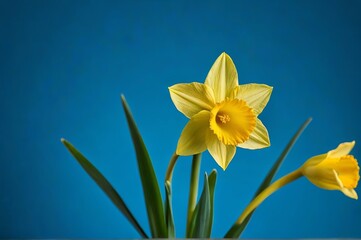 Fototapeta premium there are two yellow flowers in a vase on a blue table
