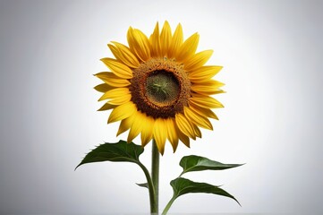 Obraz premium there is a sunflower that is in a vase on a table