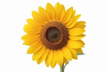 there is a yellow sunflower with a green stem in front of a white background