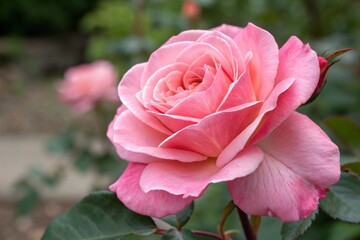 pink rose in garden