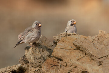Trumpeter finch. 