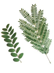 Green leaves on a white background.