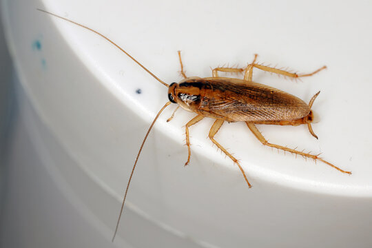 Adult German Cockroach, Blattella germanica on the cream container.