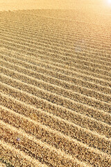 Close up of coffee beans drying in the sun           