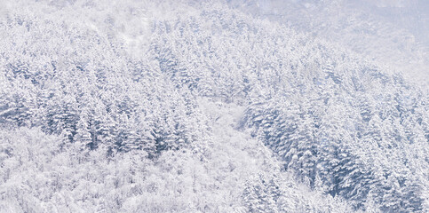 A stunning winter landscape featuring a dense forest of evergreen trees blanketed in fresh white snow. The serene and frosty scene conveys tranquility and natural beauty.