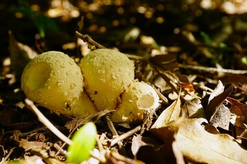 森の中に生えたキノコ