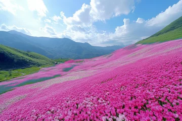 Selbstklebende Fototapeten A picturesque scene of rolling hills covered in blooming pink tulips, showcasing the beauty of nature and providing a serene and tranquil atmosphere for relaxation. © ChaoticMind