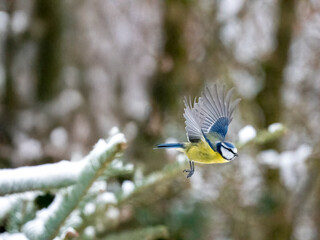 Blaumeise (Cyanistes caeruleu)