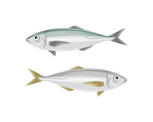 Two horse mackerel (aji fish) isolated.