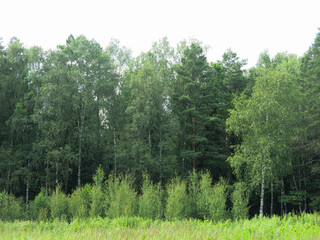Obraz premium view of the summer russian forest