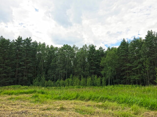 Fototapeta premium view of the summer russian forest