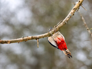 Buntspecht (Dendrocopos major)   