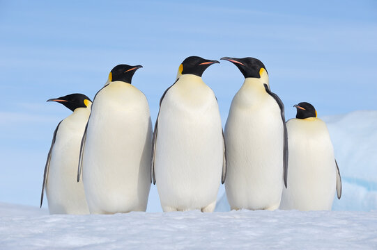 Group of adult emperor penguins on Snow Hill Island, Antarctica.