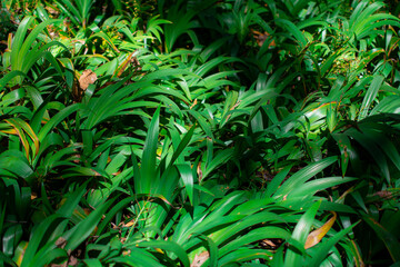Tropical leaves, abstract green leaves texture, nature background