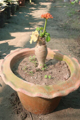 Jatropha podagrica or Buddha Belly plant