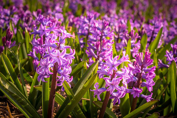 Obraz premium Large flower bed with lilac hyacinths