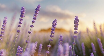 Obraz premium Lavender fields at sunrise with soft purple blooms and warm sunlight
