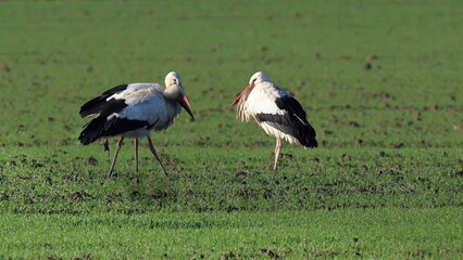 cicogne nel campo di grano