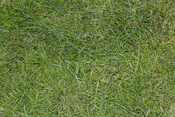 Close up of green grass background