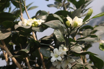 Murraya paniculata flower plant on farm