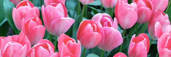pink tulips holiday panoramic background