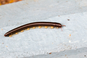 Close up of a centipede 