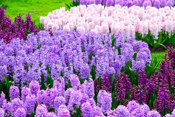 Naklejka premium Colorful hyacinth flowers blossom in spring garden