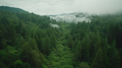 Fototapeta premium Misty Green Forest Aerial View