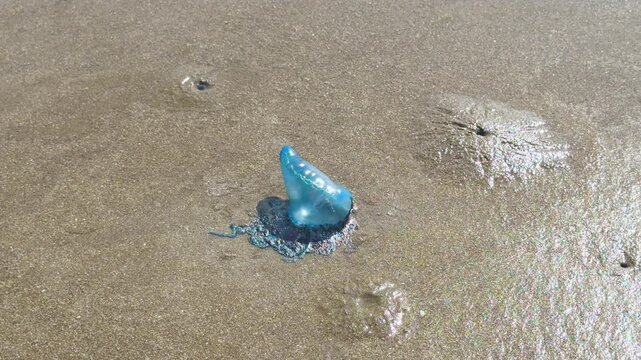 Medusa agua mala o falsa medusa