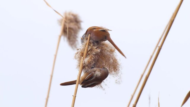 Wildlife - Birds. They feed on bearded reedling (Panurus biarmicus) birds, insects and reed seeds that live in large reeds in wetlands.