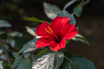 Fototapeta premium Chinese rose or Hawaiian hibiscus in sunlight. Bright big Chinese hibiscus flower (Hibiscus rosa-sinensis) on blurred green garden background. Nature concept for design. Place for your text.
