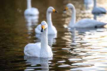 Obraz premium 茨城県那珂市 古徳沼の白鳥 