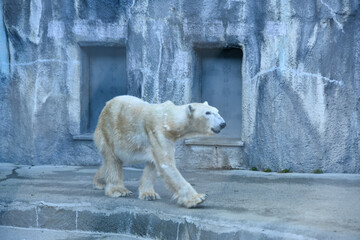 地上最大の肉食動物　可愛いホッキョクグマ