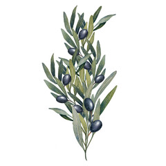 Hand drawn watercolor olive branch with green leaves and black olives. Detailed botanical style. Perfect for packaging, cards, decor, logos, invitations, and Mediterranean-themed designs