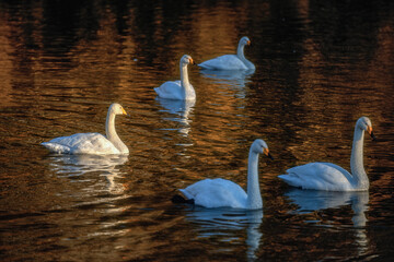 茨城県那珂市　古徳沼の白鳥
