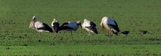 cicogne nel campo di grano