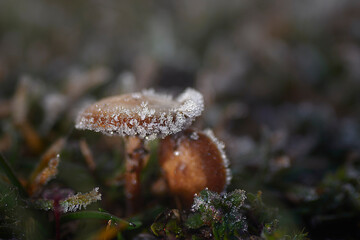 Small mushroom with ice crystals in the hat growing in a field on a cold winter morning in the province of Burgos