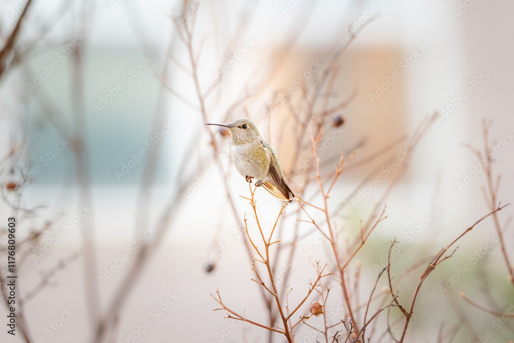 Wall mural Anna's Humming Bird 1