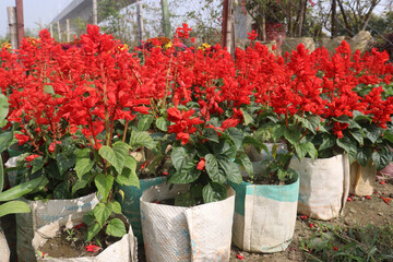 Scarlet Sage flower plant on nursery