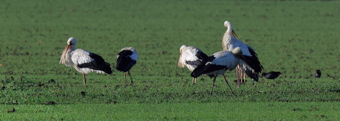 cicogne nel campo di grano
