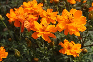 orange colored sulfur cosmos flower plant